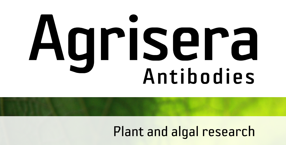 Agrisera MicroRNA相關(guān)研究植物蛋白抗體火熱促銷中！